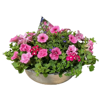 roze paarse schaal